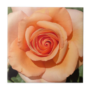 Peach Rose Ceramic Tile