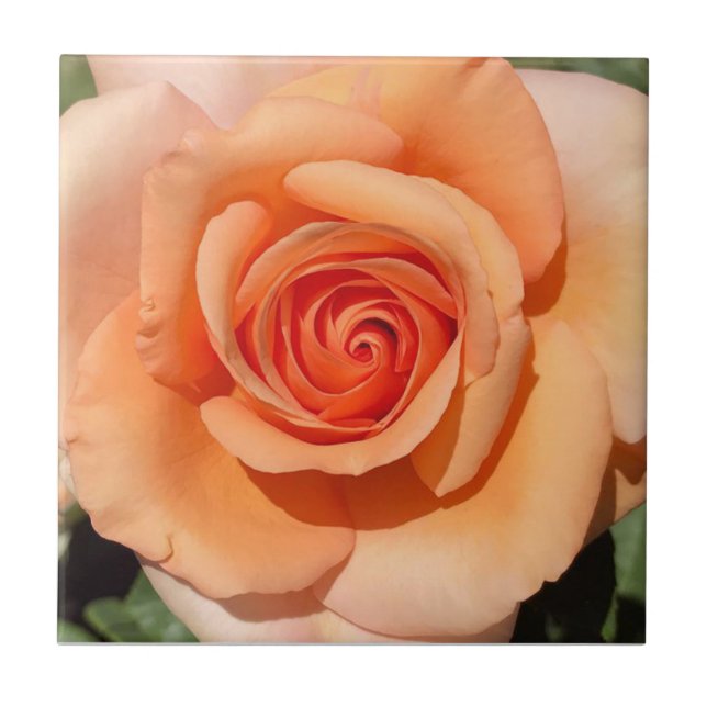 Peach Rose Ceramic Tile (Front)