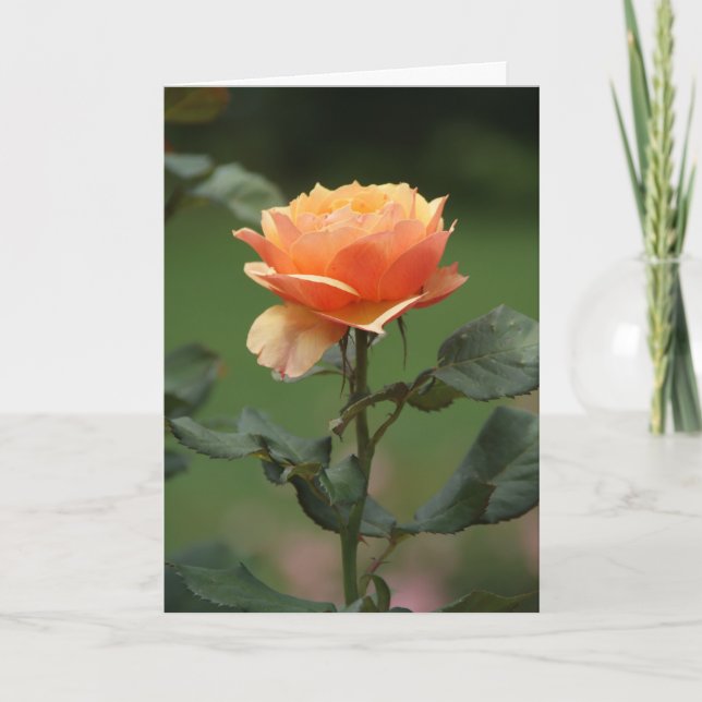 peach rose friendship card (Front)