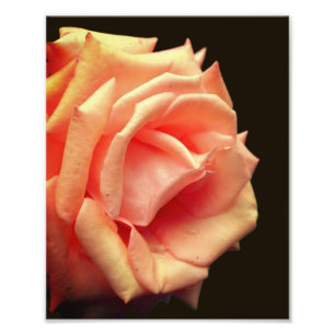 Peach Rose In Bloom 8x10 Photo Print