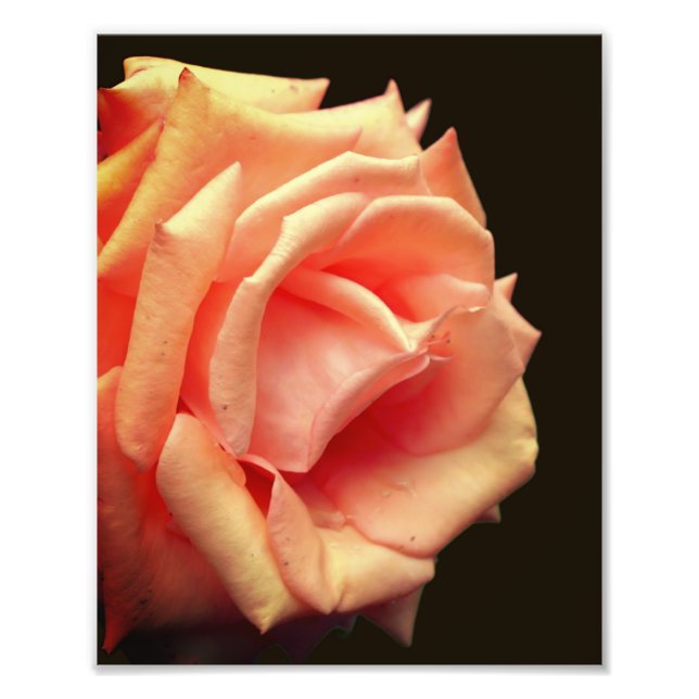 Peach Rose In Bloom 8x10 Photo Print (Front)