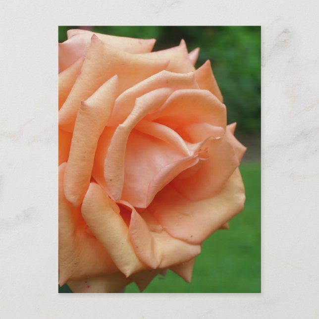 Peach Rose In Bloom Flower Postcard (Front)