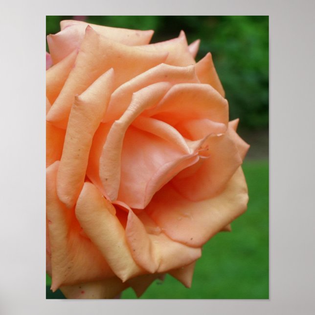 Peach Rose In Bloom  Poster (Front)