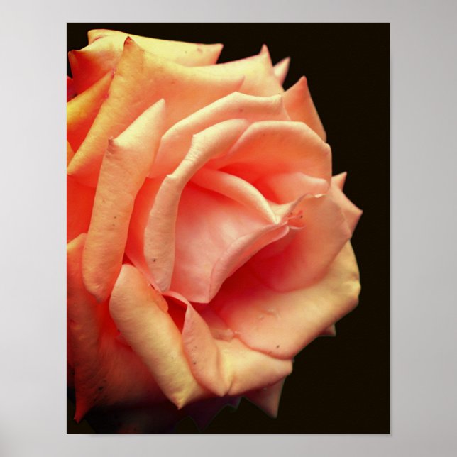 Peach Rose In Bloom  Poster (Front)