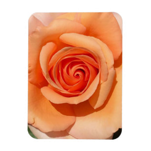 Peach Rose Magnet
