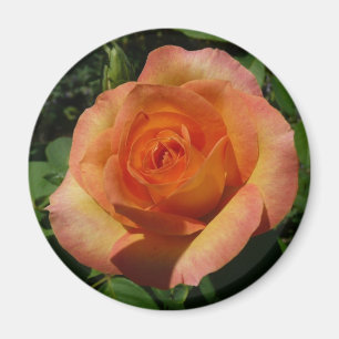 Peach Rose Orange Floral Photography Magnet