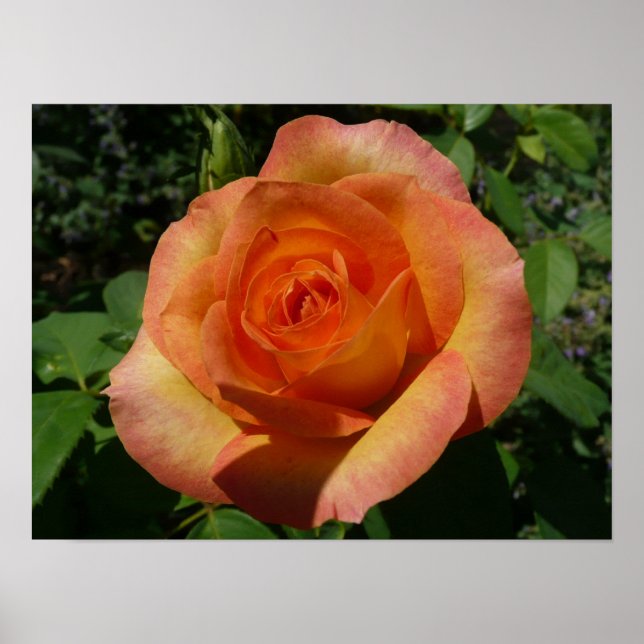 Peach Rose Orange Floral Photography Poster (Front)