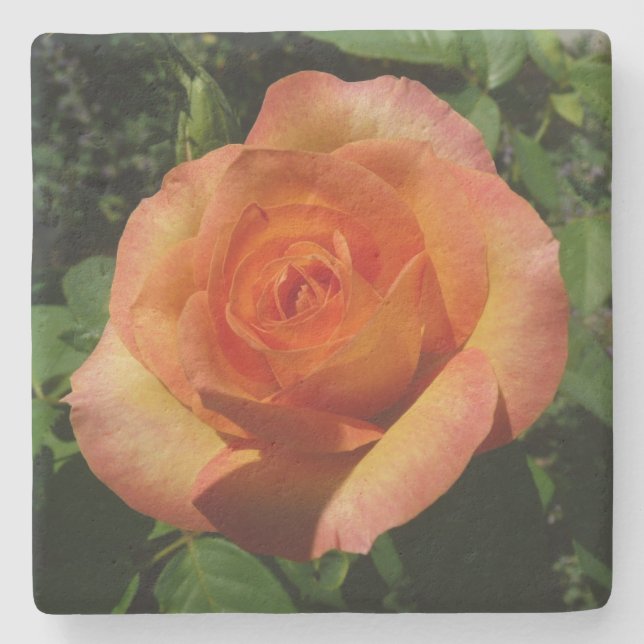 Peach Rose Orange Floral Photography Stone Coaster (Front)