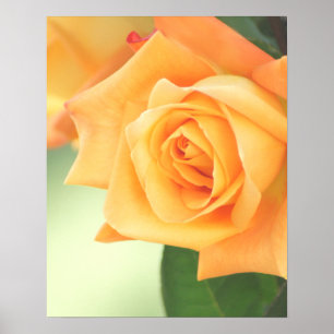 Peach Rose Poster- choose size Poster