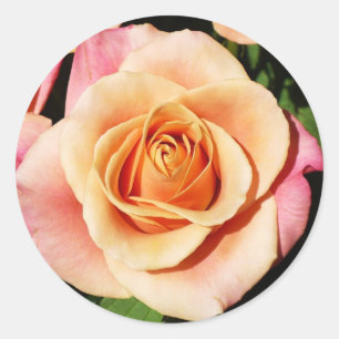 Peach Rose Stickers