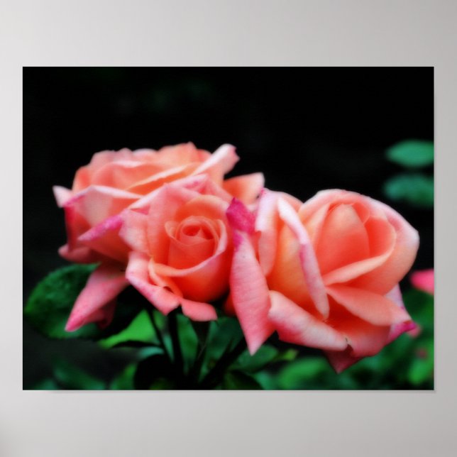 Peach Rose Trio Flower Poster (Front)