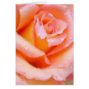 Peach Rose With Dew Card
