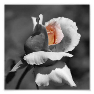 Peach Rosebud Black And White Partial Colour 8x8 Photo Print
