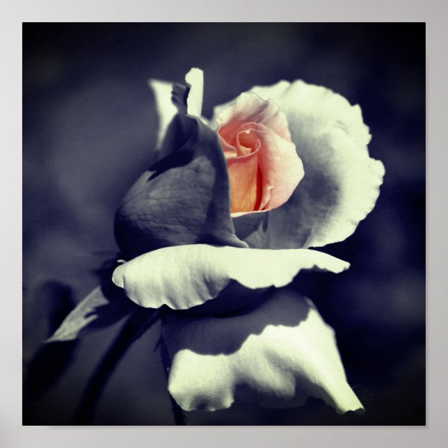 Peach Rosebud Black And White Partial Colour  Poster (Front)