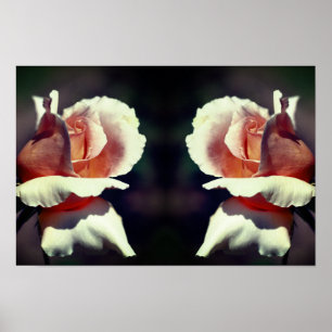 Peach Rosebud Flower Mirror Nature Art Poster