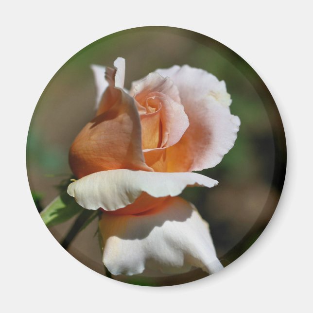 Peach Rosebud Flower Photography Magnet (Front)