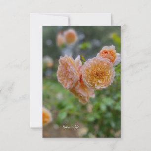 Peach Roses Card