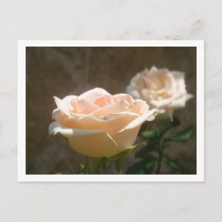 Peach Roses Postcard