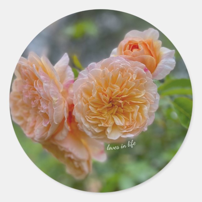 Peach Roses Sticker (Front)