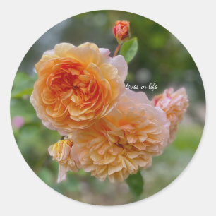 Peach Roses too Classic Round Sticker