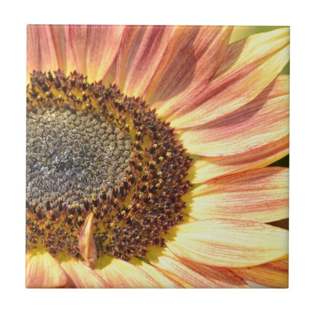 Peach Sunflower Ceramic Tile (Front)