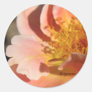 Peach Sunset Rose Envelope Sticker Seal