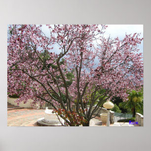 Peach Tree in bloom - Hearst Castle 2005 Poster