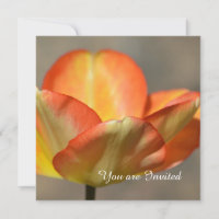 Peach Tulip Flower Birthday