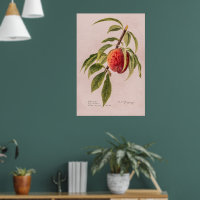 Peach twig (Prunus persica) by Royal Charles Stead