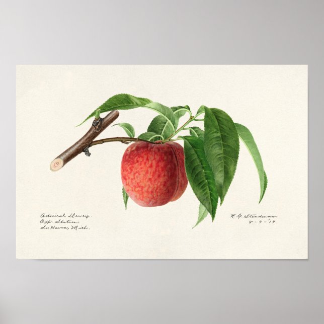 Peach Twig (Prunus Persica) Fruit Painting Poster (Front)