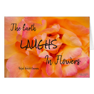 Peach Yellow Pink Blend Rose Flower Photo