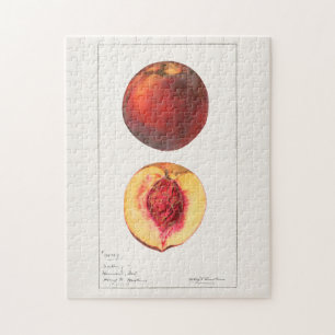Peaches (Prunus Persica) Fruit Watercolor Painting Jigsaw Puzzle