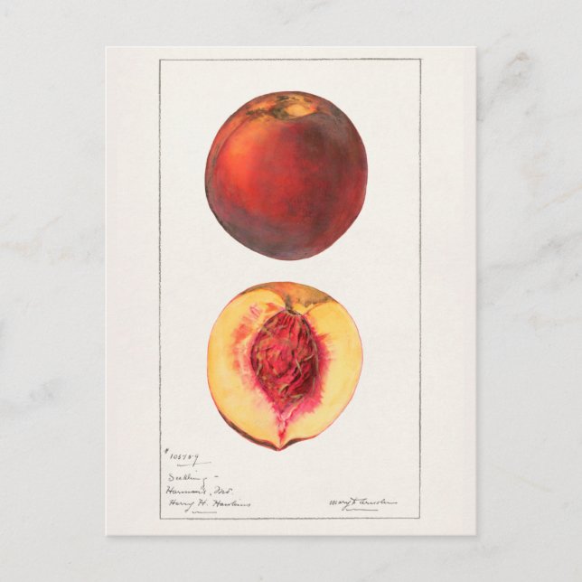 Peaches (Prunus Persica) Fruit Watercolor Painting Postcard (Front)