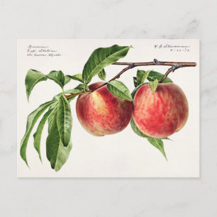 Peaches (Prunus Persica) Fruit Watercolor Painting Postcard