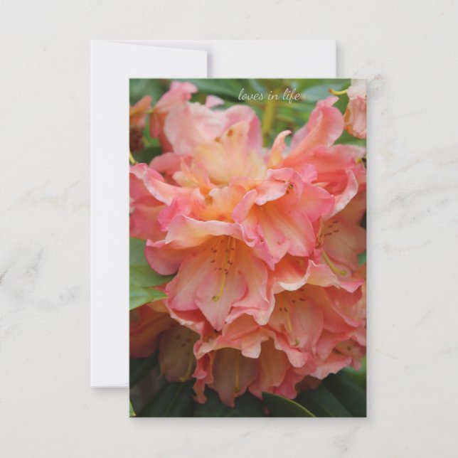 Peachy Coloured Rhododendron Card (Front)