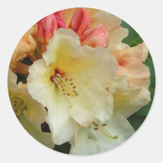 Peachy Cream Azaleas Classic Round Sticker