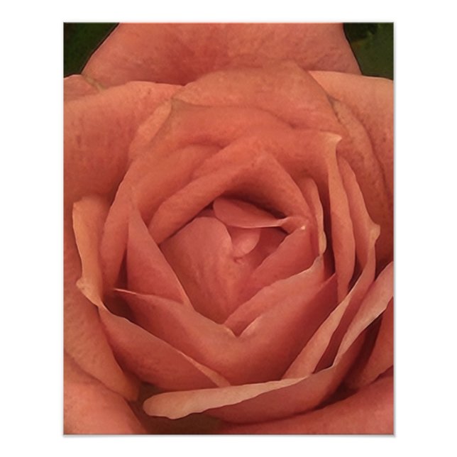 Peachy Mini Rose Photo Print (Front)