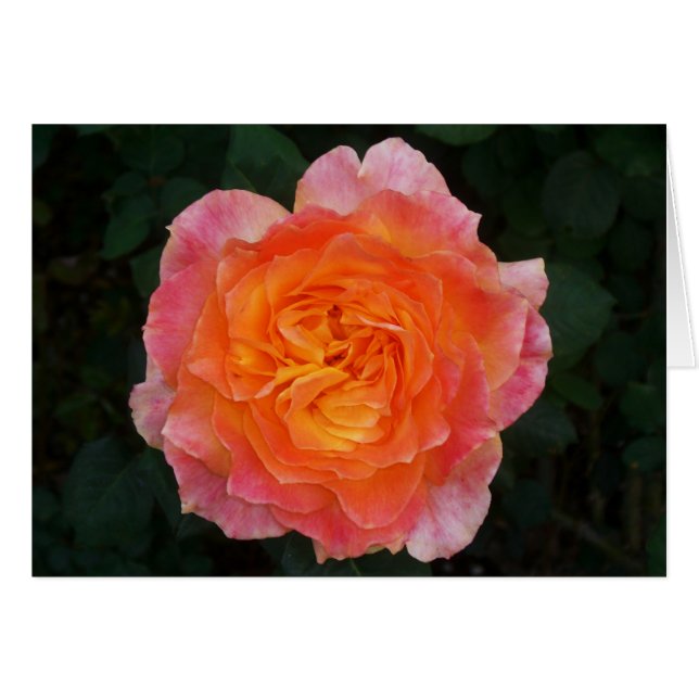 Peachy Pink Rose (Front Horizontal)