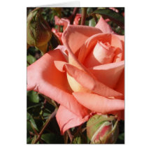 Peachy Pink Rose