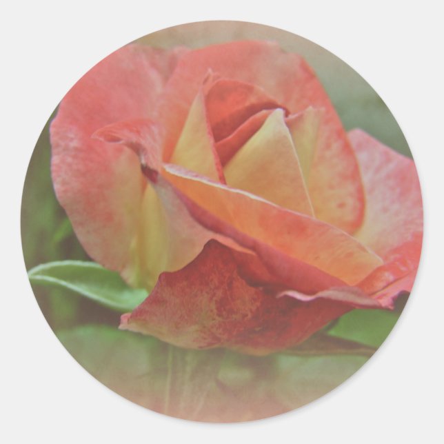 Peachy Rose Blossom Classic Round Sticker (Front)