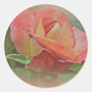 Peachy Rose Blossom Classic Round Sticker