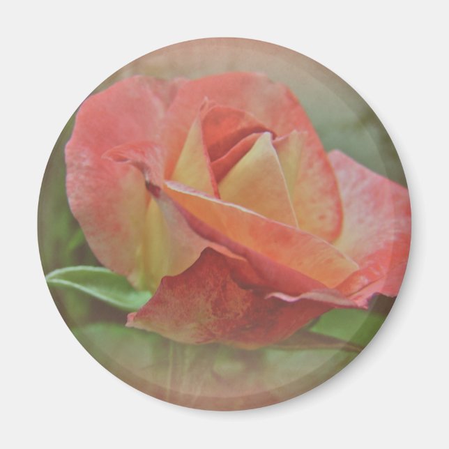 Peachy Rose Blossom Magnet (Front)