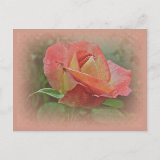 Peachy Rose Blossom Postcard (Front)