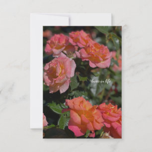 Peachy, Salmon Coloured Roses Card