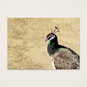 Peacock