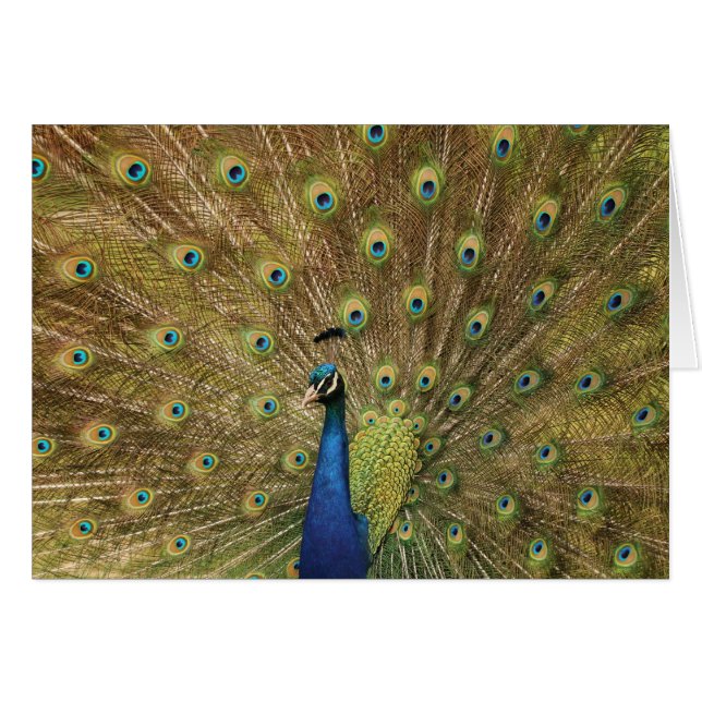 peacock (Front Horizontal)