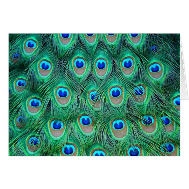 Peacock (Front Horizontal)