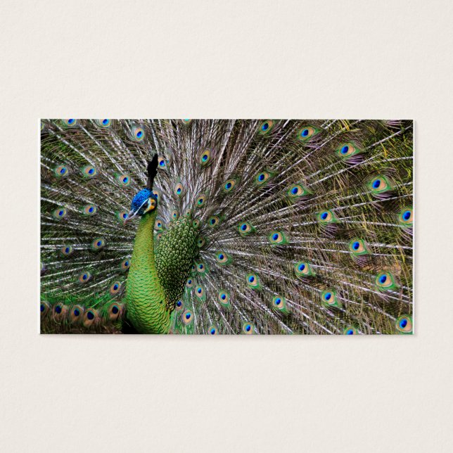 Peacock (Front)