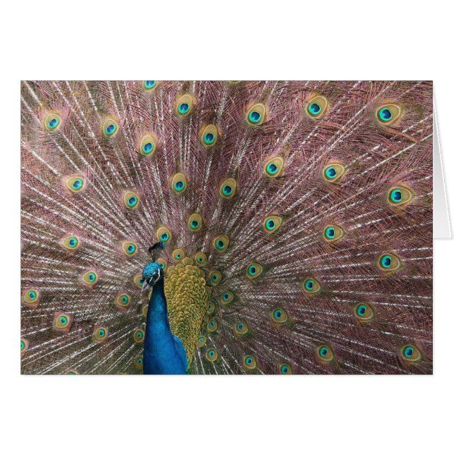 Peacock (Front Horizontal)