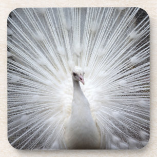 Peacock20160401 Coaster